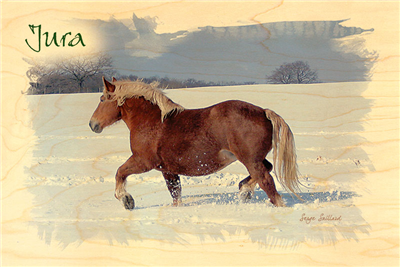 Carte postale jura cheval comtois