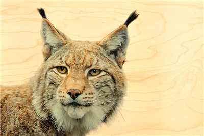 Carte postale portrait de lynx